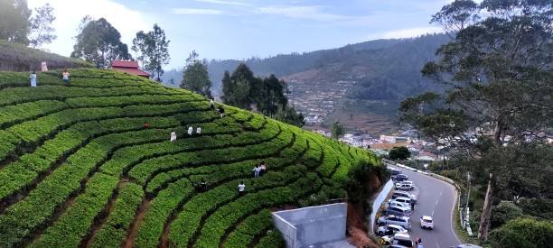 Tea Factory & Museum